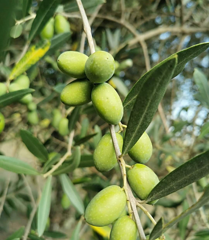 ÉPICERIE FINE